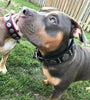 The "Maximus Silver" leash by Bestia Dog Gear