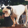 The "Maximus Silver" leash by Bestia Dog Gear
