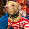 The Grinchmas Limited Collar by Bestia Dog Gear