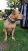The "Metal" collar- personalized! by Bestia Dog Gear