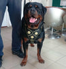 The "Maximus" harness black & gold by Bestia Dog Gear