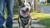 The "Metal" harness- Personalized! by Bestia Dog Gear
