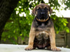The "Superstar" puppy dog collar by Bestia Dog Gear