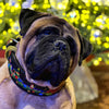 The Grinchmas Limited Collar by Bestia Dog Gear