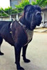 The "Gladiator" harness by Bestia Dog Gear