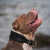 Plain "Style" Collar black by Bestia Dog Gear
