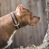 The Leopard Collar by Bestia Dog Gear