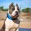 The Darth Force Limited Collar by Bestia Dog Gear