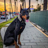 The "Kennel" collar- personalized! by Bestia Dog Gear