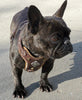 The ''Aztec'' harness Brown Small to Medium Size by Bestia Dog Gear