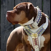 THE CANDY Harness by Bestia Dog Gear