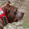 The ABKC Collar by Bestia Dog Gear