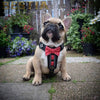 The "Bowtie" handmade leather harness black Small to Medium Size by Bestia Dog Gear