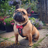 The "Bowtie" leather harness brown Small to Medium Size by Bestia Dog Gear