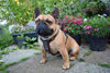 The "Rocky" studded leather harness Small to Medium Size by Bestia Dog Gear