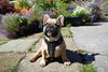 The "Rocky" studded leather harness Small to Medium Size by Bestia Dog Gear