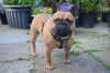The "Rocky" studded leather harness Small to Medium Size by Bestia Dog Gear