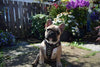 The "Rocky" studded leather harness Small to Medium Size by Bestia Dog Gear