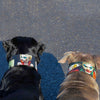 The Harley Limited Collar by Bestia Dog Gear