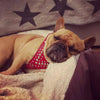 ''Star'' Harness Small to Medium size by Bestia Dog Gear