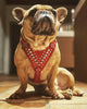 ''Star'' Harness Small to Medium size by Bestia Dog Gear