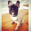 The "Rock" collar by Bestia Dog Gear