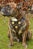 The "Maximus" brown harness by Bestia Dog Gear