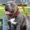 The "Eros" collar 2.5 inch wide RED by Bestia Dog Gear