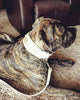 The "Maximus" leash white & gold by Bestia Dog Gear