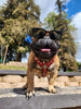 The ''Eros'' harness Green Small to Medium Size by Bestia Dog Gear