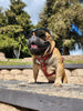 The ''Eros'' harness Green Small to Medium Size by Bestia Dog Gear