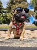 The ''Eros'' harness black Medium Size by Bestia Dog Gear