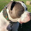 ''Chameleon'' LIMITED big dog collar by Bestia Dog Gear