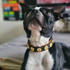 The "Bijou" handmade puppy collar by Bestia Dog Gear