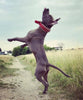 Red "Frenchie" collar by Bestia Dog Gear