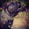 ''Chameleon'' LIMITED big dog collar by Bestia Dog Gear