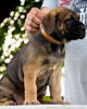 The "Superstar" puppy dog collar by Bestia Dog Gear