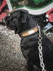 "Buffalo" collar by Bestia Dog Gear