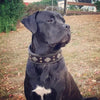 "Aztec" black dog collar by Bestia Dog Gear