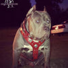 The "Eros" harness RED by Bestia Dog Gear
