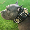 ''Imperium'' hand stitched 8 cm wide show collar by Bestia Dog Gear