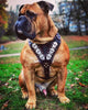 The "Steel" harness by Bestia Dog Gear