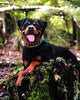 The "Gold Giant" collar by Bestia Dog Gear