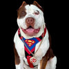 Superdog Harness by Bestia Dog Gear