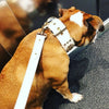 The "Maximus" leash white & gold by Bestia Dog Gear