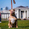 Plain "Style" collar brown by Bestia Dog Gear