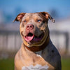 Plain "Style" collar brown by Bestia Dog Gear