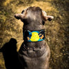 The BCW Limited Collar by Bestia Dog Gear