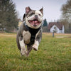 The ''Style'' harness Black by Bestia Dog Gear