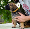 The "Superstar" puppy dog collar by Bestia Dog Gear